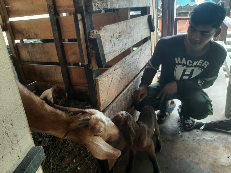 September Ceria, Teaching Factory Polbangtan Kementan Panen Cempe