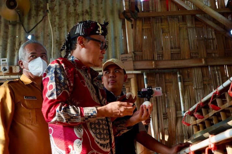 Lihat Ceruk Pasar, Petani Milenial Jawa Gresik Tangkap Peluang Dari Ayam Arab