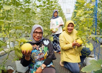Made Fresh Berikan Sensasi Metik Buah Melon 