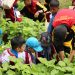 Belajar Sambil Bermain, Polbangtan Kementan Tumbuhkan Minat di Bidang Pertanian Sejak Usia Dini