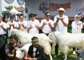 Rudy Sebut Festival Ternak Domba Tingkatkan Kesejahteraan Masyarakat