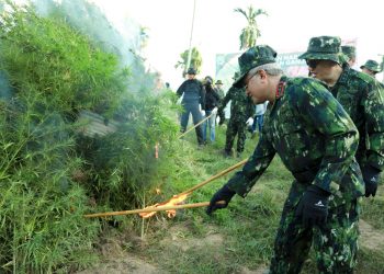 BNN Bakar Lahan Ganja Seluas 2 Hektar di Aceh Utara