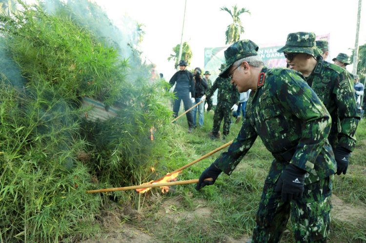 BNN Bakar Lahan Ganja Seluas 2 Hektar di Aceh Utara