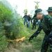 BNN Bakar Lahan Ganja Seluas 2 Hektar di Aceh Utara