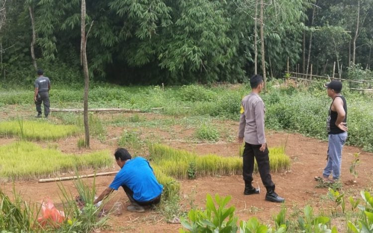 Seorang ODGJ Bunuh Ayah Kandung di Kebun