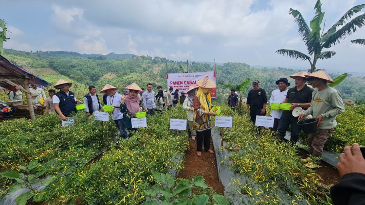 Sukses Panen Cabai, Kementan Optimalkan Petani Muda di Cianjur