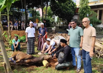 JJB Kurban 1 Ekor Sapi dan 5 Kambing Bersama Warga Kinan City