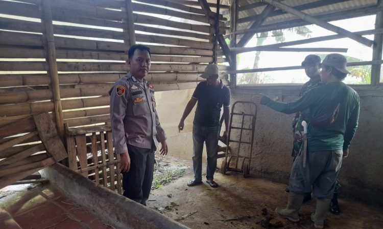 Komplotan Maling Bobol Kandang dan Bawa Kabur 3 Ekor Sapi Milik Warga