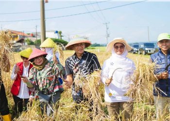 Tekan Stunting, Pemkot Bogor Kembangkan Padi Nutrizinc