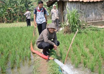 Tingkatkan Produktivitas, Kementan Lakukan Monitoring Program Pompanisasi di Kabupaten Bogor