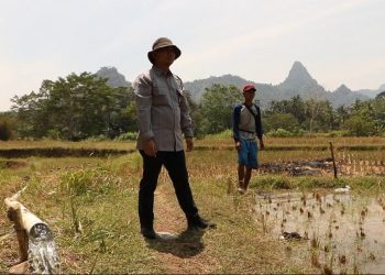 Kementan Atasi Masalah Kekeringan Lahan Sawah di Desa Tanjung Rasa