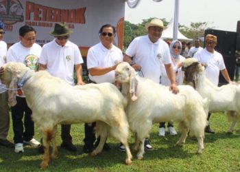 Cabup Rudy Susmanto Dapat Gelar “Bapak Peternak” Dari HPDKI Bogor Raya