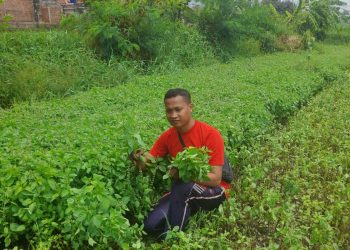 Sukses Bertani Kemangi, Petani Muda Cianjur Binaan Kementan Raup Omzet Tinggi