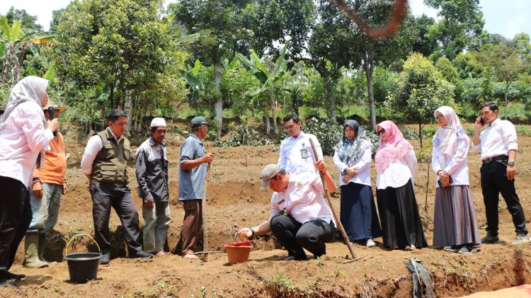 Polbangtan Kementan Gelar Sekolah Lapang Padi Gogo di Desa Cipelang, Petani Antusias Tingkatkan Pengetahuan