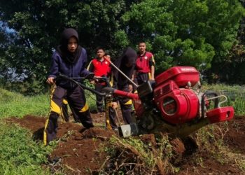 Manfaatkan Lahan Kosong, Polbangtan Kementan Olah Lahan Jadi Produktif