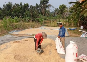 Tengkulak Terapkan Harga Suka-Suka, Petani di Klapanunggal Bogor Berharap Bulog Segera Turun Tangan