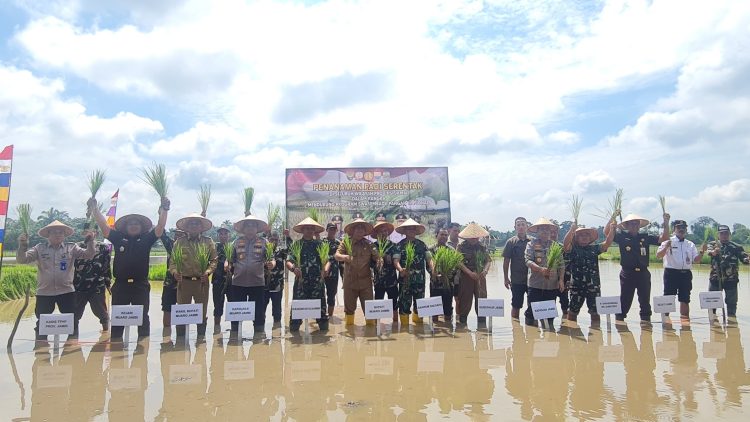 Wujudkan Swasembada Pangan Nasional, Polbangtan Kementan Dukung Penanaman Padi Serentak di Provinsi Jambi