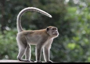 Kebun Diserang Kawanan Monyet Liar, Petani Merugi Hingga Puluhan Juta Rupian