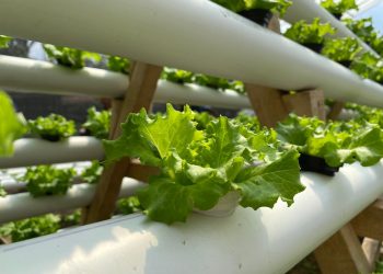 Kisah Perjalanan Dari Jawa Barat Untuk Indonesia, Cetak Petani Milenial Tangguh dan Inovatif