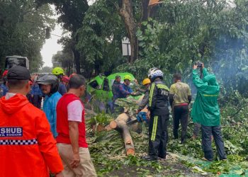 Pohon Angsana Tumbang