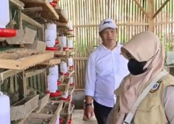 Pemdes Cipelang Kembangkan Budidaya Burung Puyuh untuk Ketahanan Pangan Desa