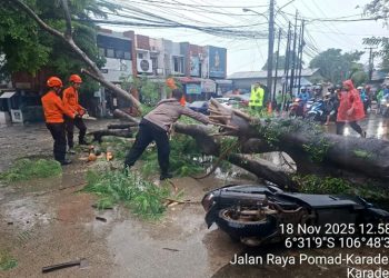 pohon tumbang