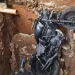 Septic tank amblas