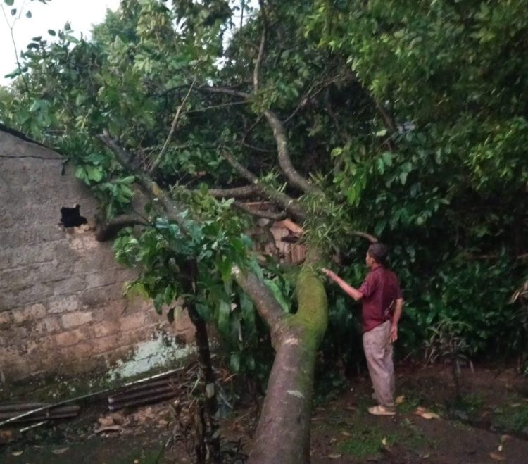 Pohon Tumbang