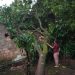Pohon Tumbang