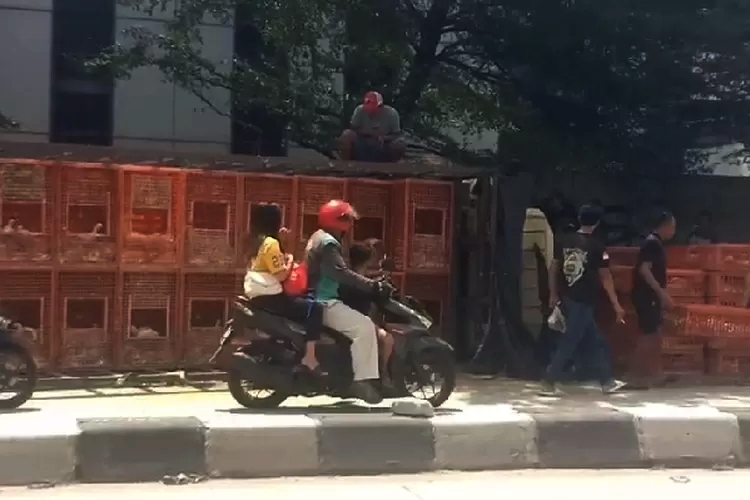truk pengangkut ayam potong