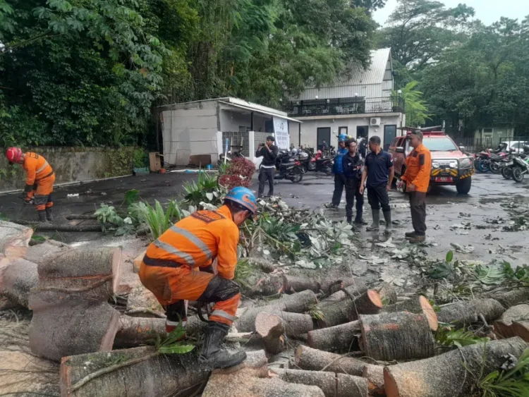 pohon tumbang