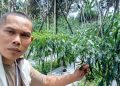 Potret Ketahanan Petani Cabai Desa Sukajadi Tamansari