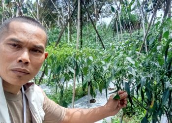 Potret Ketahanan Petani Cabai Desa Sukajadi Tamansari
