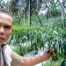 Potret Ketahanan Petani Cabai Desa Sukajadi Tamansari