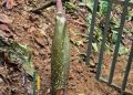 Sang Raksasa Botani Amorphophallus titanum Kembali Bersiap Mekar di Kebun Raya Bogor