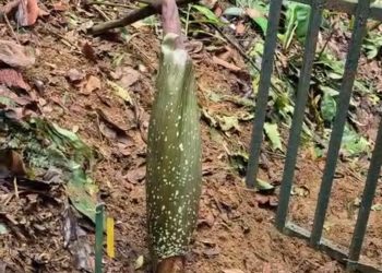 Sang Raksasa Botani Amorphophallus titanum Kembali Bersiap Mekar di Kebun Raya Bogor