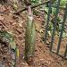 Sang Raksasa Botani Amorphophallus titanum Kembali Bersiap Mekar di Kebun Raya Bogor