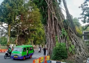 Pohon Karet Kebo