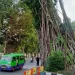 Pohon Karet Kebo