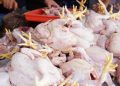 Harga ayam potong