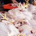 Harga ayam potong