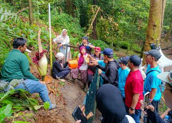Bunga Bangkai Raksasa Kembali Mekar Sempurna di Kebun Raya Bogor