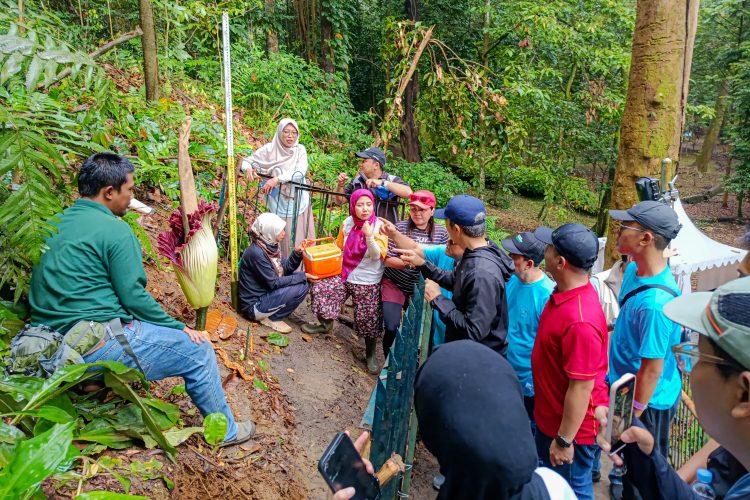 Bunga Bangkai Raksasa Kembali Mekar Sempurna di Kebun Raya Bogor