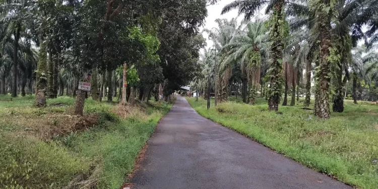 jalan alternatif Rancabungur–Leuwiliang