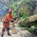 Pohon Karet