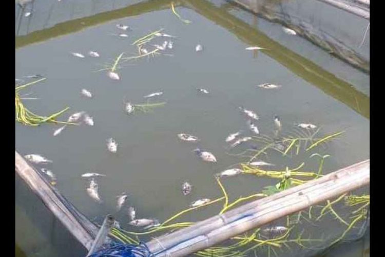 Situ Citongtut Tercemar, DLH Ancam Segel Saluran Limbah Industri