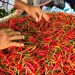 Harga cabai rawit