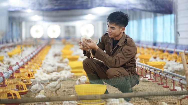 Merawat Ayam Broiler di Closed House Polbangtan Bogor