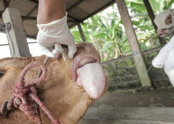 Pemkot Bogor Intensifkan Pengawasan Kesehatan Hewan Kurban Jelang Idul Adha 1447 H