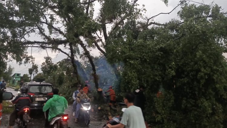 Hujan Deras, Pohon Beringin Tumbang di Bogor Selatan